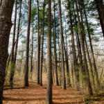 Прочные и надежные леса для строительства: выбирайте лучшее